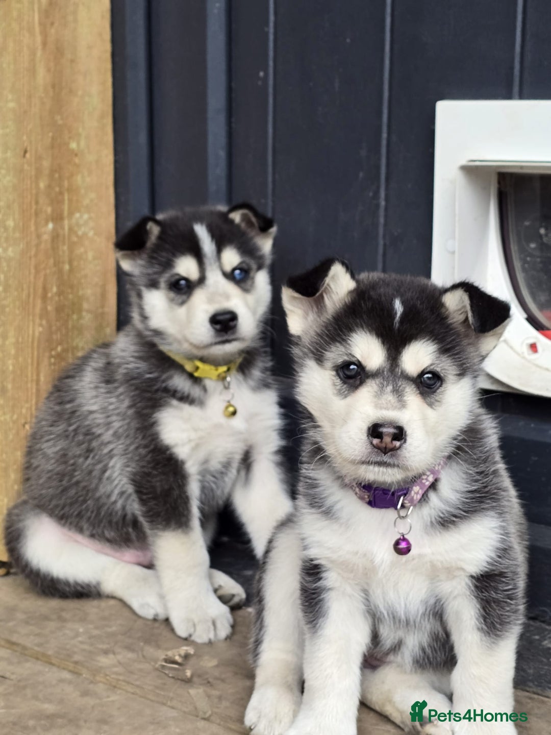 Siberian Husky dogs for sale: Beautiful Male and Female Husky pups  - Image 4