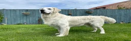 Golden Retriever dogs for stud: Stunning Golden Retriever Stud Dog KC Registered in Beverley - Advert 6