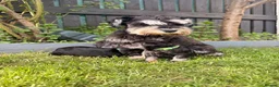 Miniature Schnauzer dogs for sale: Beautiful Black And Silver Mini Schnauzer Puppies - Advert 5