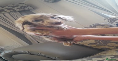 Miniature Dachshund dogs - Advert 12