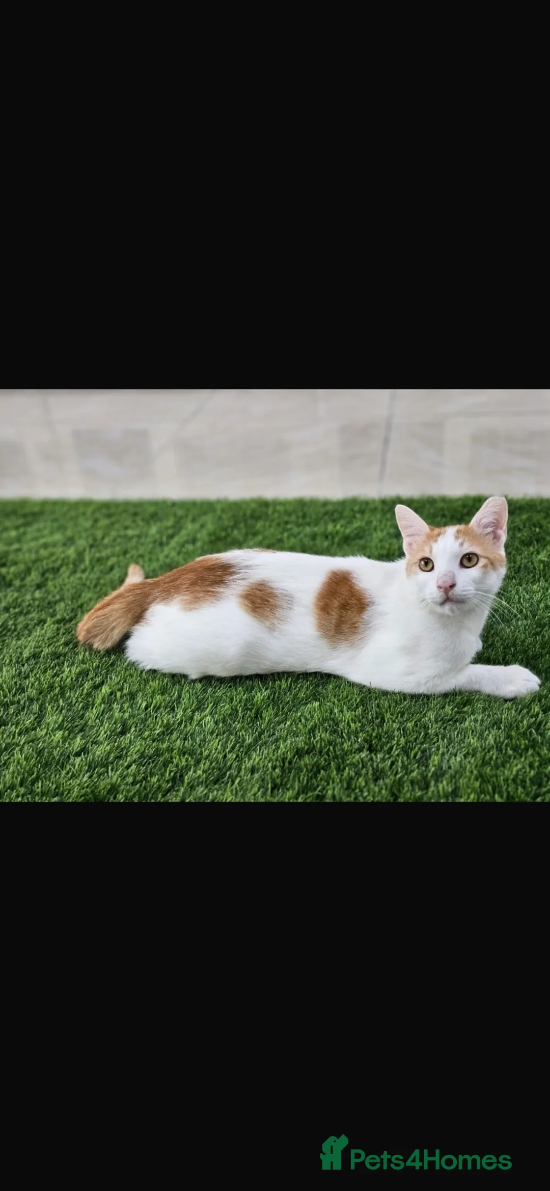 Mixed Breed cats for sale: ECHOO PERSIAN BOY- ROAN BOY DSH COLLETTE USA SH  - Advert 4