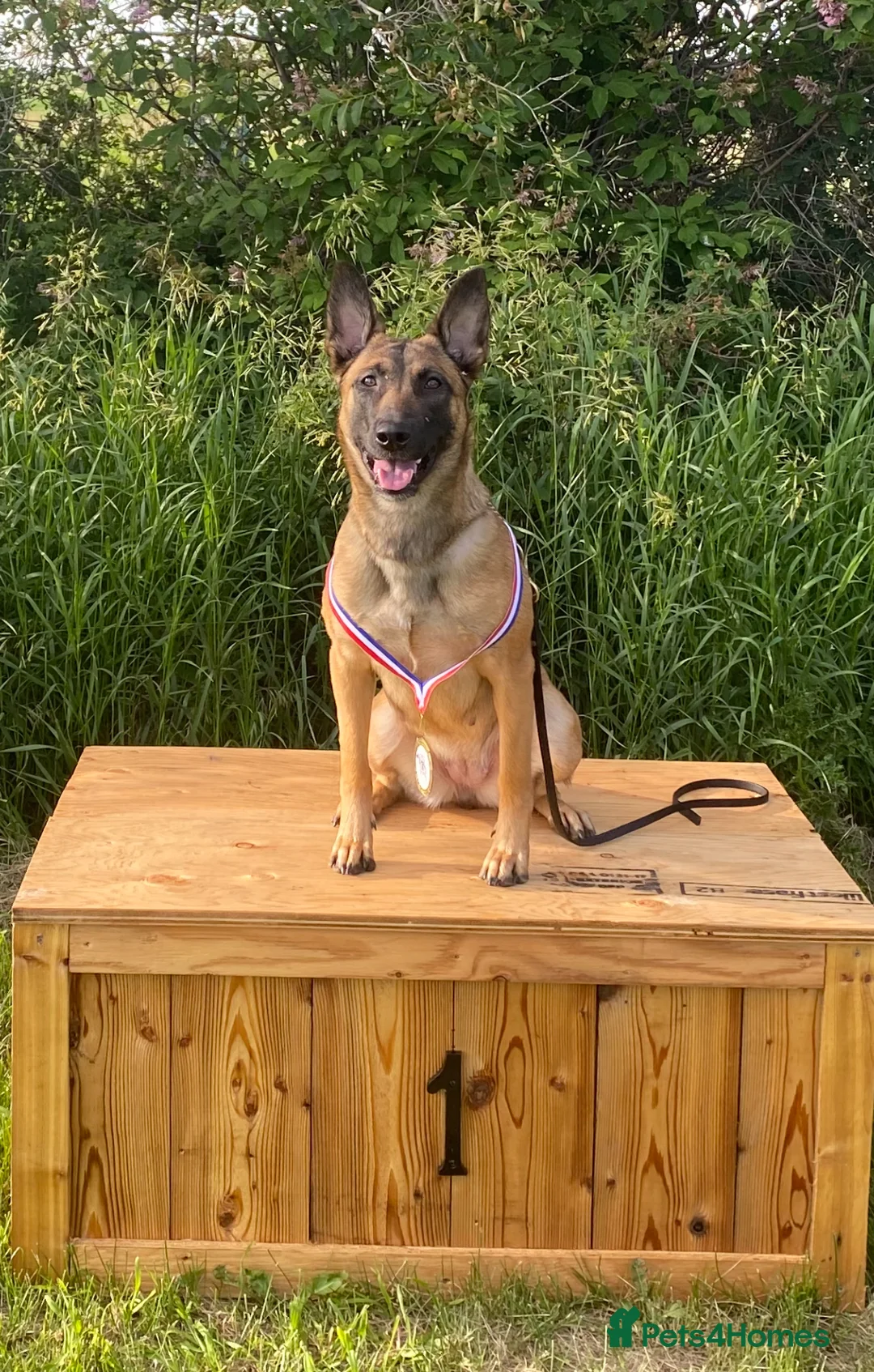 Belgian Shepherd Dog dogs for sale: TOP QUALITY Belgian Malinois Puppies - Advert 2