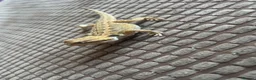 Bearded Dragon reptiles for sale: Stumpy  in Crawley - Advert 6
