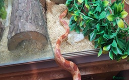 Corn Snake reptiles for sale: Adult Cornsnake & Full Setup - Advert 3
