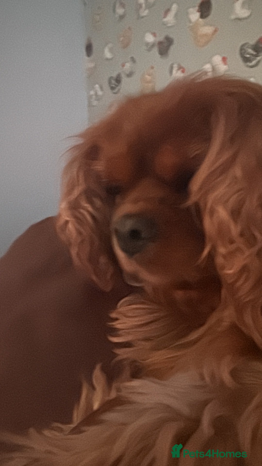 Cavalier King Charles Spaniel dogs Fully health tested cavalier King Charles puppys - Advert 1