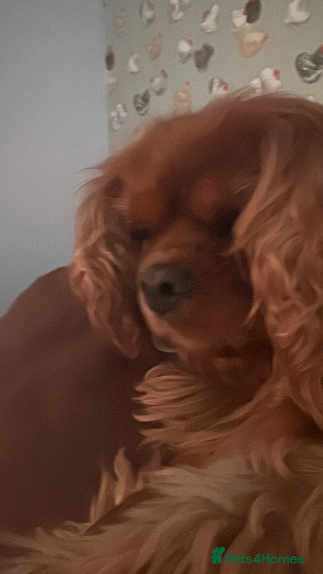 Cavalier King Charles Spaniel dogs for sale: Fully health tested cavalier King Charles puppys - Advert 1
