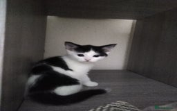 Mixed Breed cats for sale: kittens - Image 4