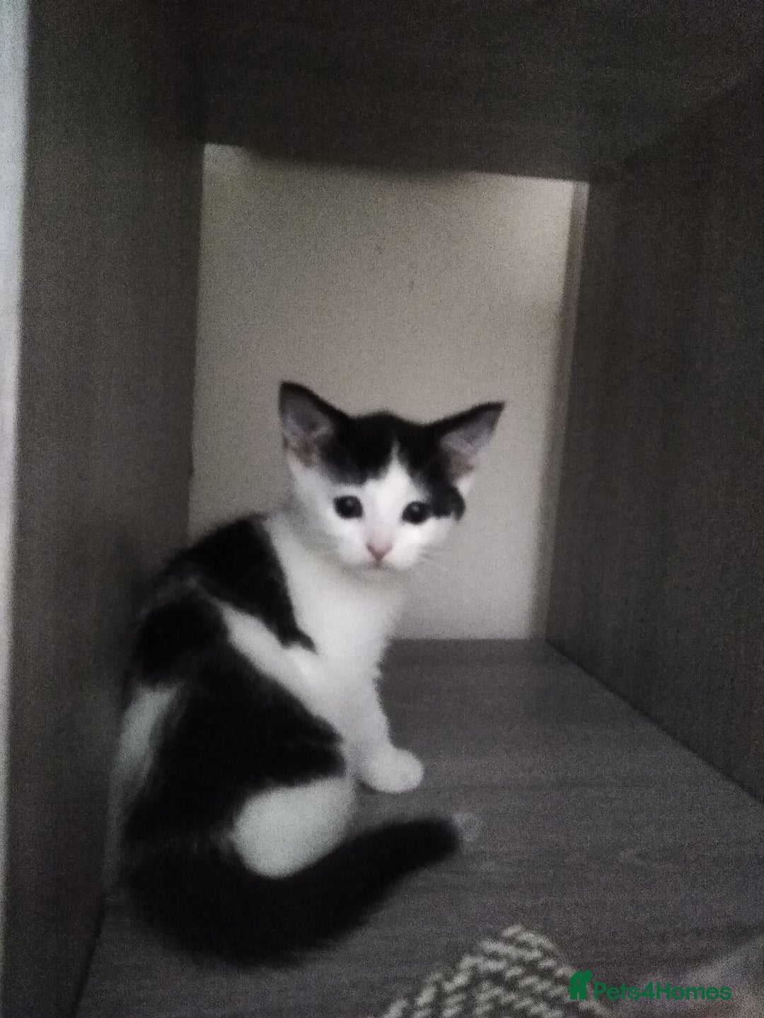 Mixed Breed cats for sale: kittens - Image 4