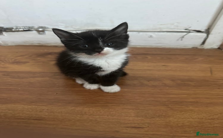Mixed Breed cats - Advert 3
