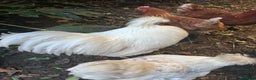 Chickens poultry for sale: Pure white silky male- proven breeder.  - Advert 7