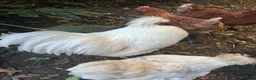 Chickens poultry for sale: Pure white silky male- proven breeder.  - Advert 7