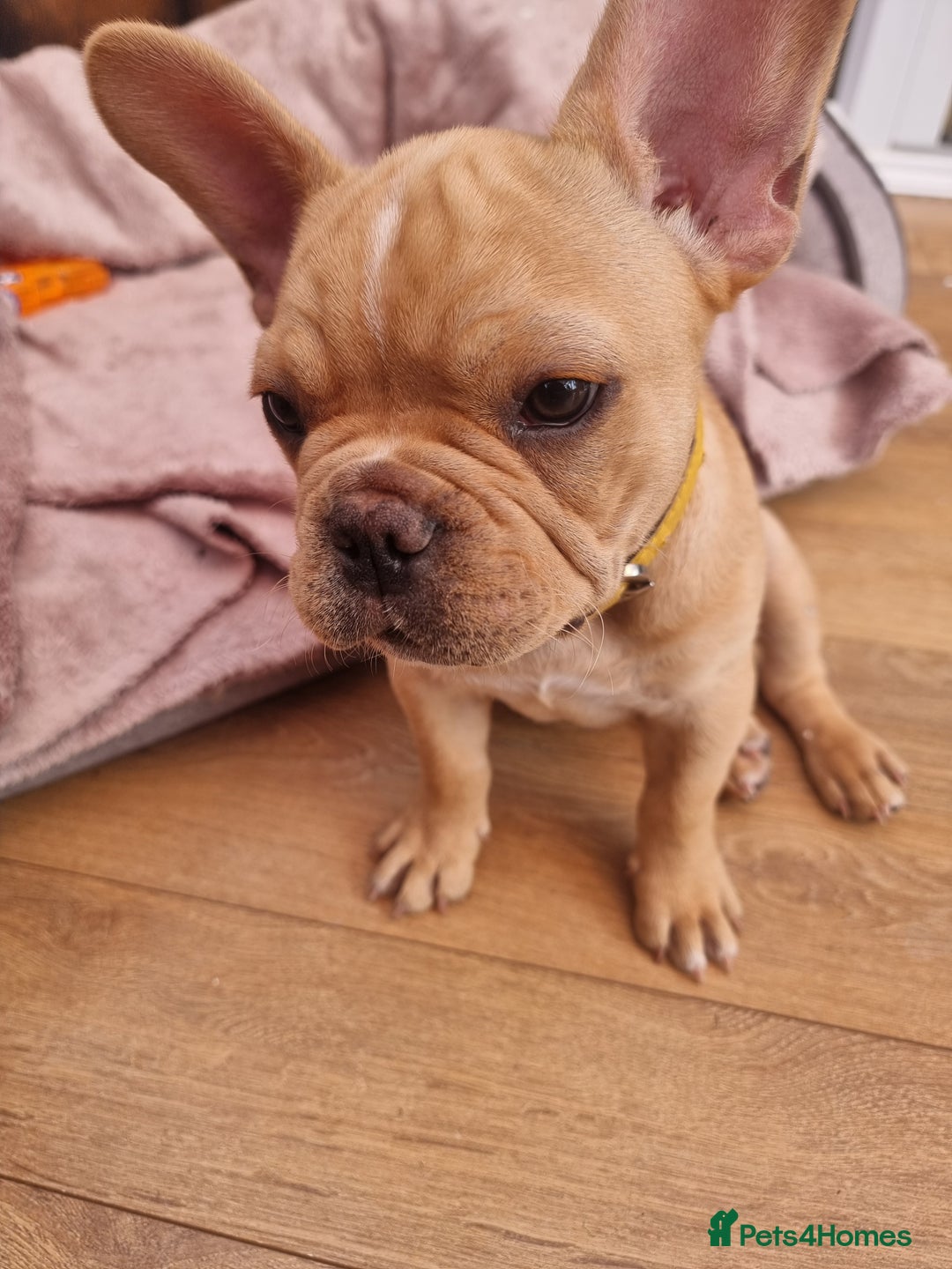 French Bulldog dogs for sale: Male French Bulldog available now  in Wisbech - Image 1
