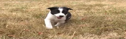 Border Collie dogs for sale: OUTSTANDING BORDER COLLIE MALE PUP CHAMPION LINES - Advert 4