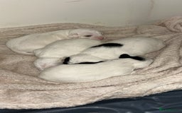 Mixed Breed dogs for sale: Beautiful cocker jack puppies  - Image 2
