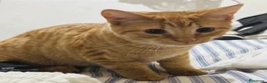 Ginger Tabby