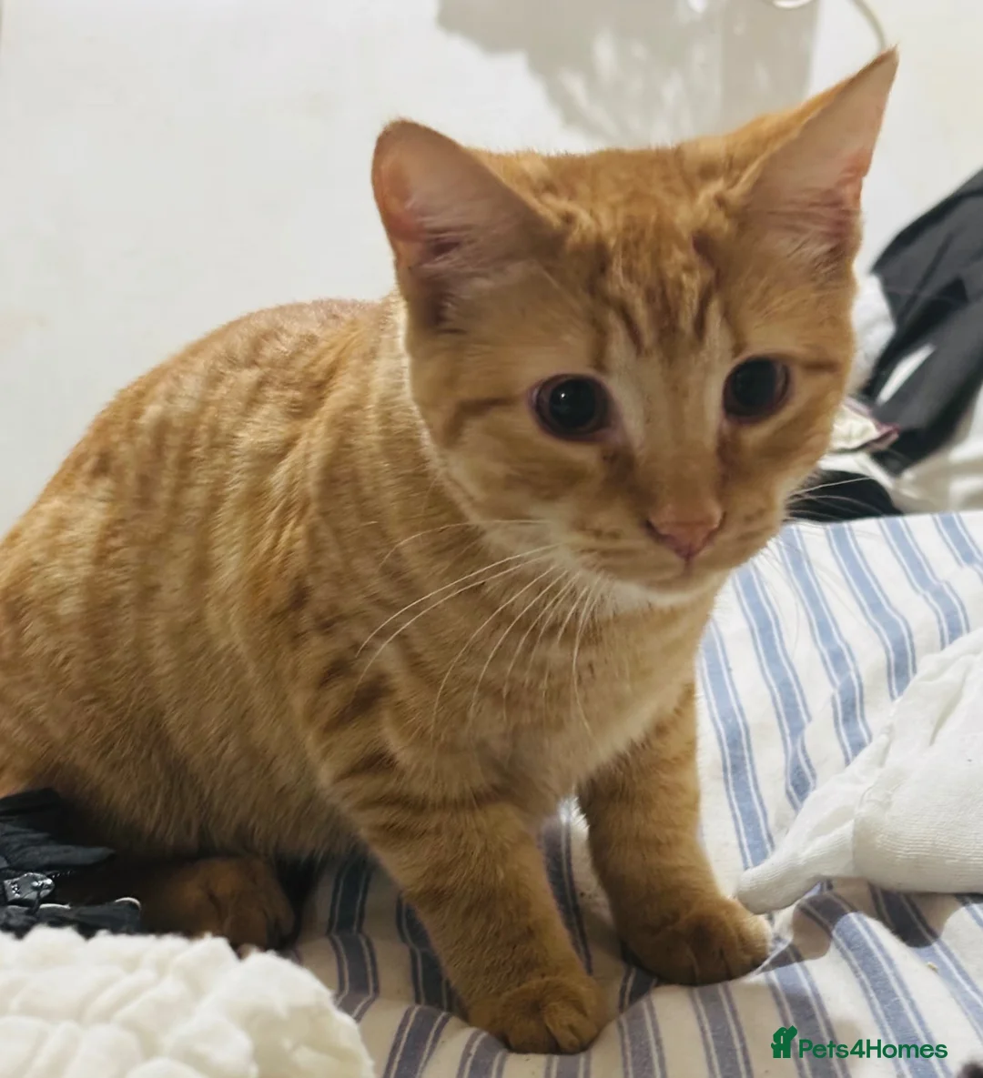 British Shorthair cats for sale: Mbappe  in Birmingham - Advert 2
