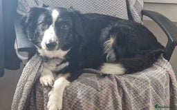 Border Collie dogs for sale: Stunning little litter of border collies  - Image 1