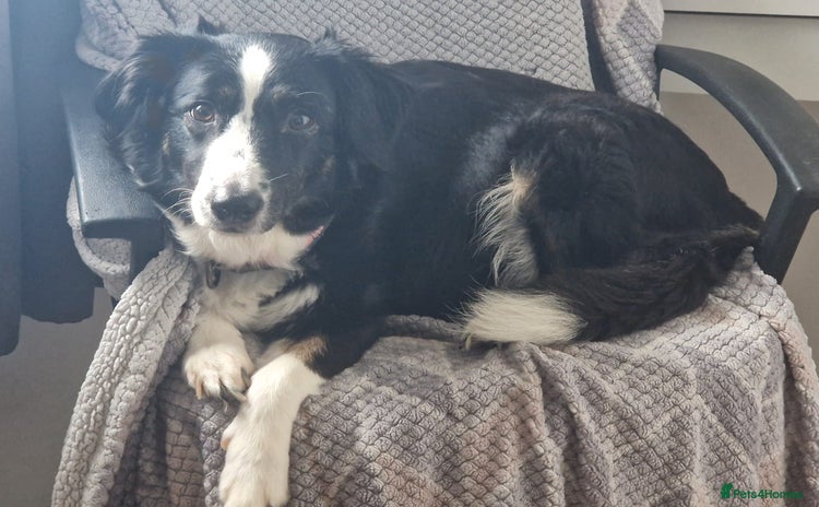 Border Collie dogs - Advert 1