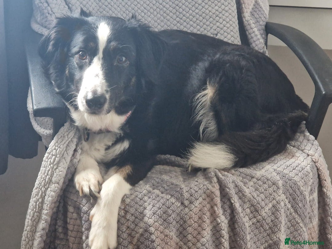 Border Collie dogs for sale: Stunning little litter of border collies  - Image 1