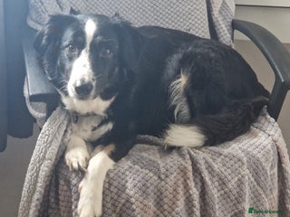 Border Collie dogs for sale - Advert 1