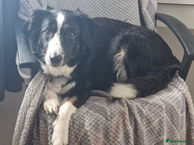 Border Collie dogs - Advert 1