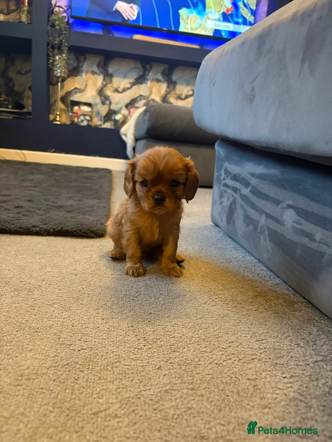 Cavalier King Charles Spaniel dogs for sale: RUBY, King Charles cavillers KC registered  in Doncaster - Advert 8