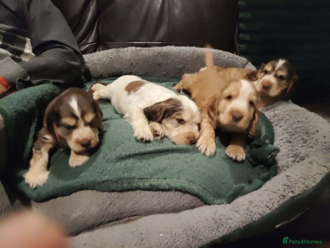 Cocker Spaniel dogs for sale: Cocker Spaniel Show Type KC (Simberwood)  - Image 10