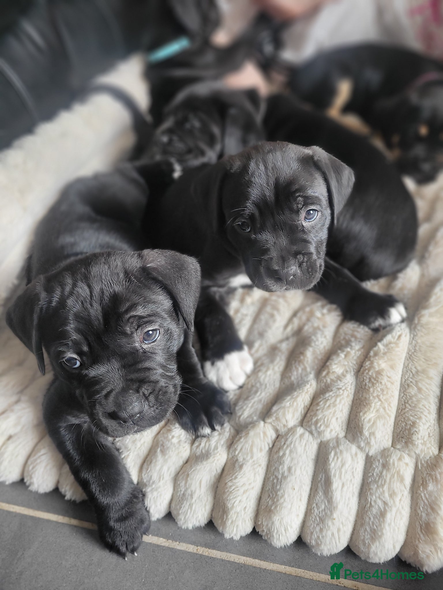 Cane Corso dogs READY 8TH JUNE 6 FEMALE CANE CORSO - Advert 1