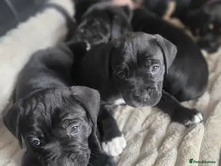 Cane Corso dogs READY 8TH JUNE 6 FEMALE CANE CORSO - Advert 1