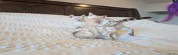 Bengal cats for sale: 🤍🩶 GORGEOUS BENGAL KITTENS 🩶🤍 - Advert 13