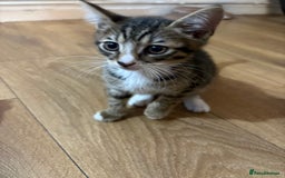 Mixed Breed cats for sale: Boy and girl mixed breed available  - Image 2