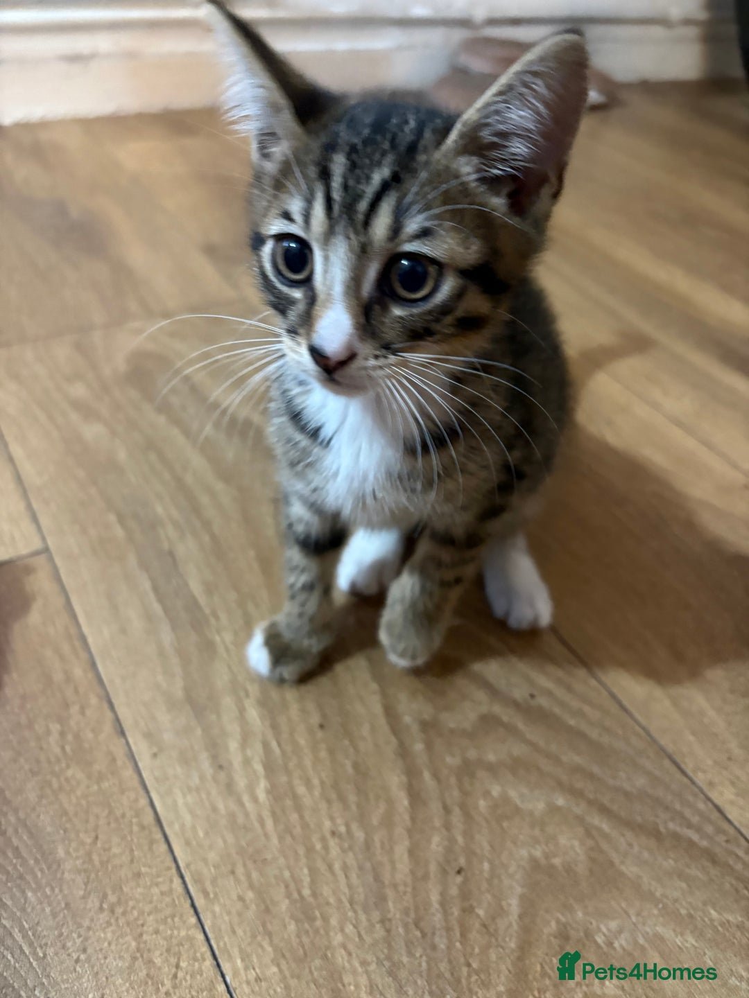 Mixed Breed cats for sale: Boy and girl mixed breed available  - Image 2