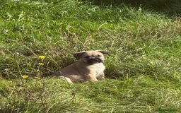 Mixed Breed dogs for sale: Ready Now!! British Bulldog x Miniature Schnauzer  - Image 2
