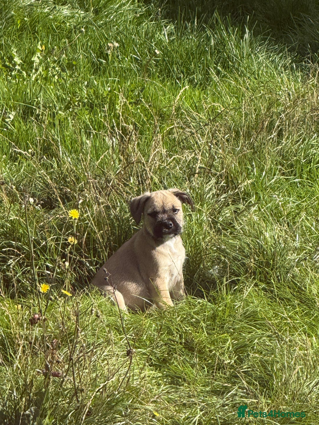 Mixed Breed dogs for sale: Ready Now!! British Bulldog x Miniature Schnauzer  - Image 2