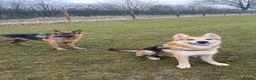 German Shepherd dogs for sale: 2 German Shepherds  - Advert 5
