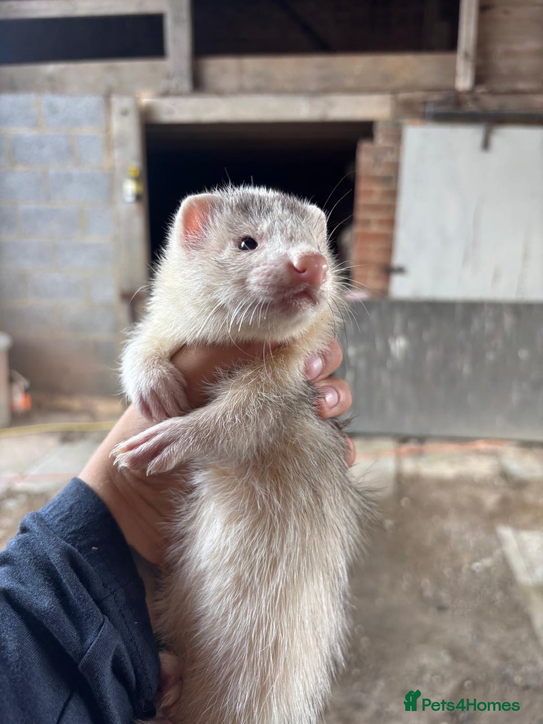 Ferret rodents for sale: 4 silver hob kits  - Image 4