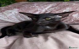 Oriental cats for sale: Full Pedigree Oriental 1 Kitten XL size ears GCCF in Biggleswade - Image 34