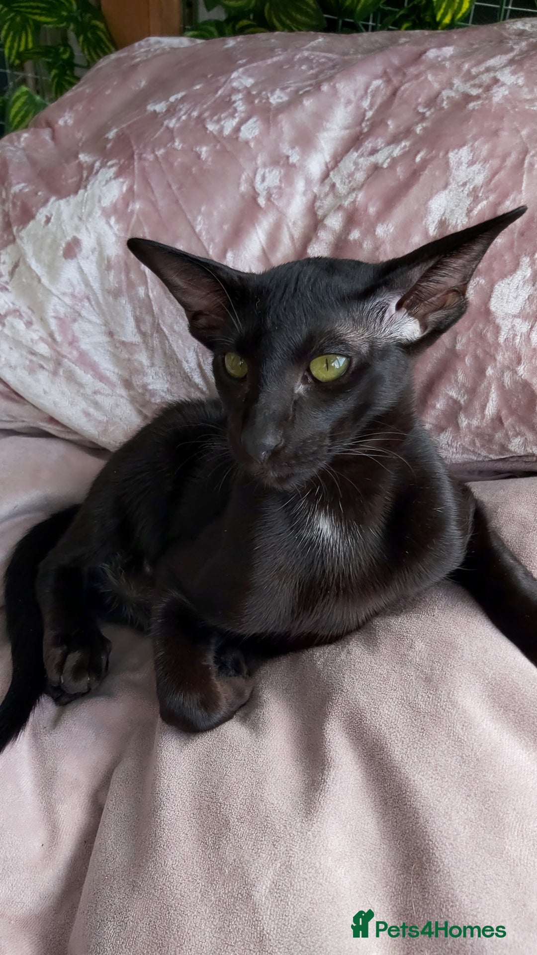 Oriental cats for sale: Full Pedigree Oriental 1 Kitten XL size ears GCCF in Biggleswade - Image 34