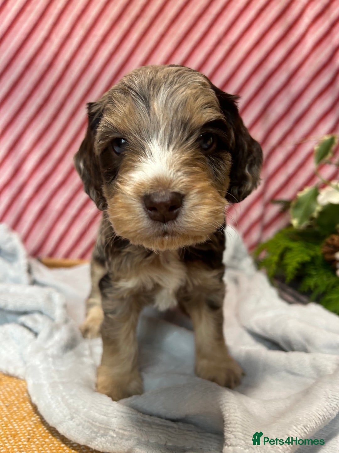 Cockapoo dogs for sale: Cute F1 cockapoo puppies  - Advert 24