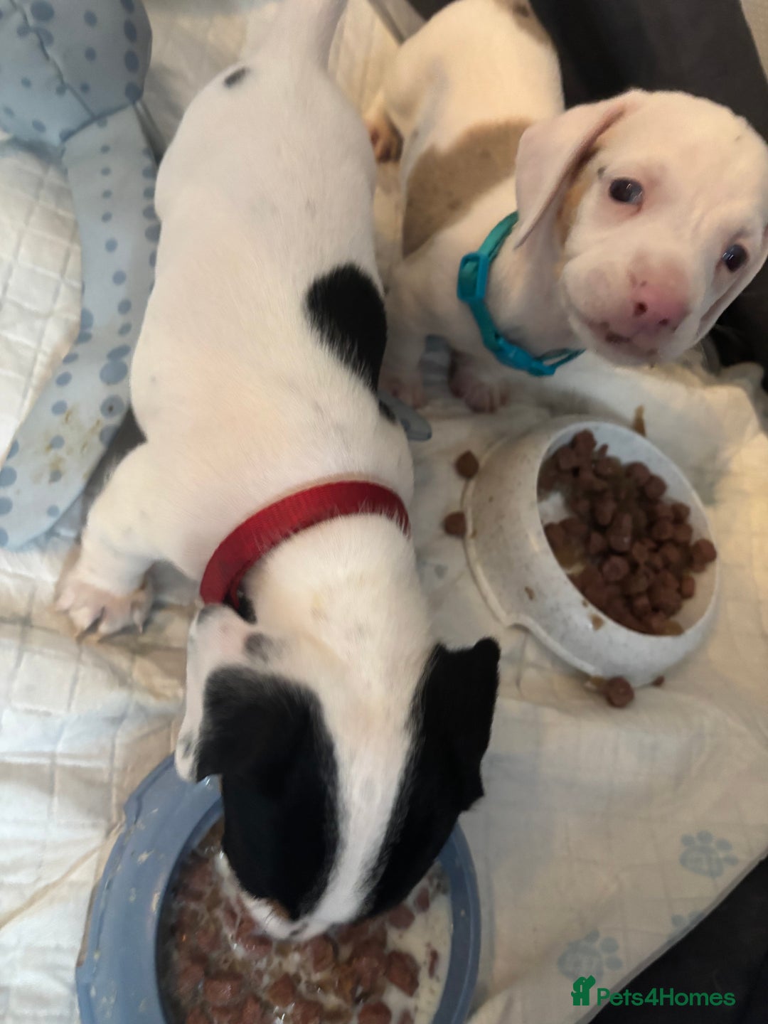 Dachshund dogs for sale: Pink and white albino chocolate dapple dachshund  - Advert 5