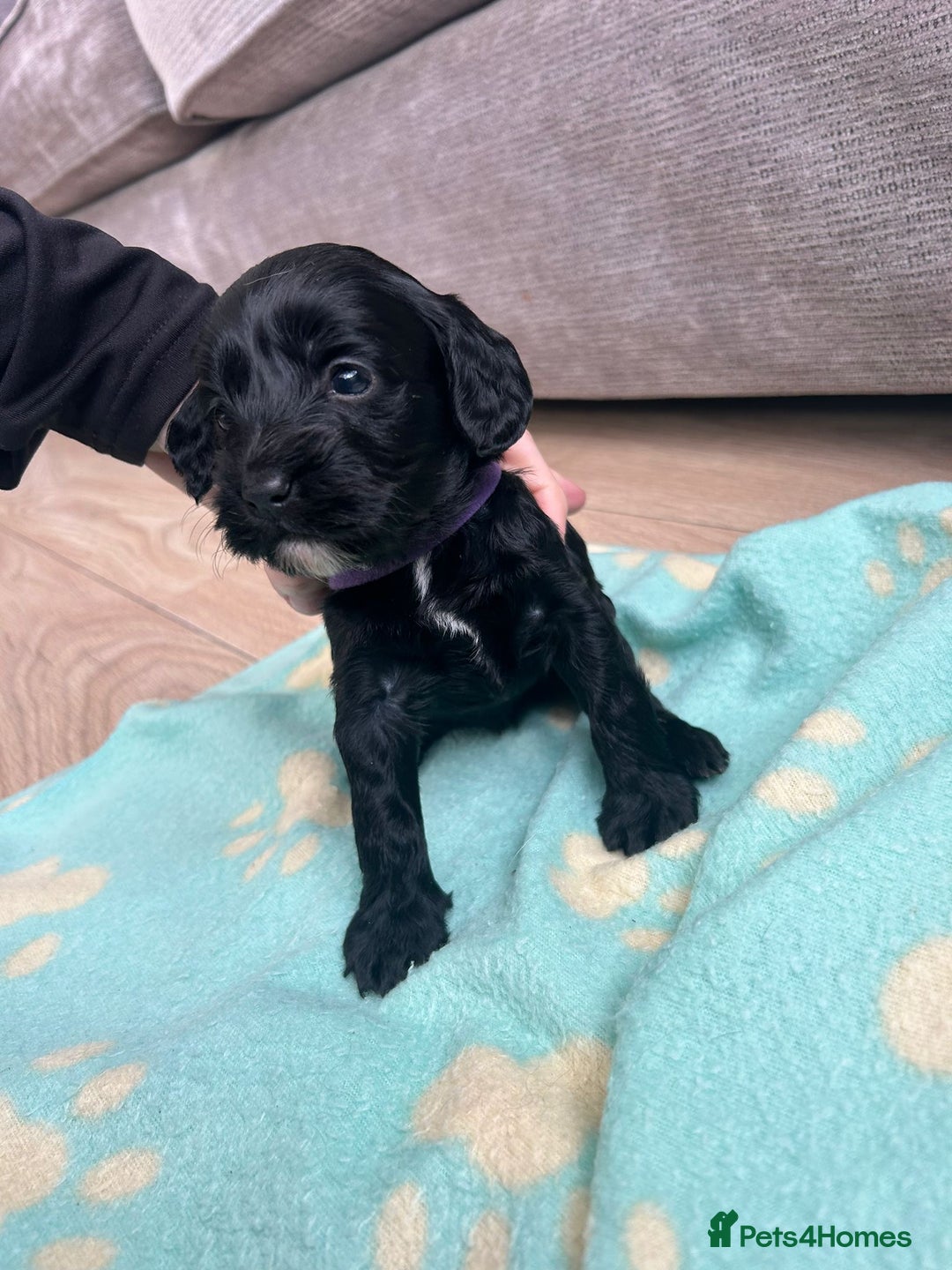 Cockapoo dogs for sale: Beautiful cockerpoos  - Advert 5