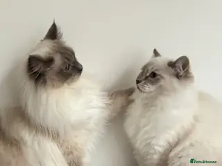 Ragdoll cats Alaska & Simba - Home Wanted for Our Bonded Pair - Advert 1