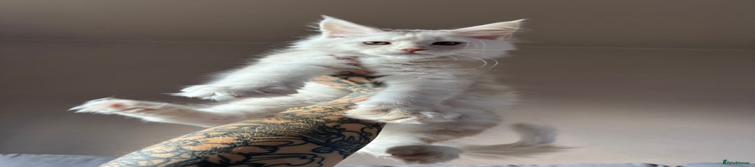 Maine Coon Kitten 2