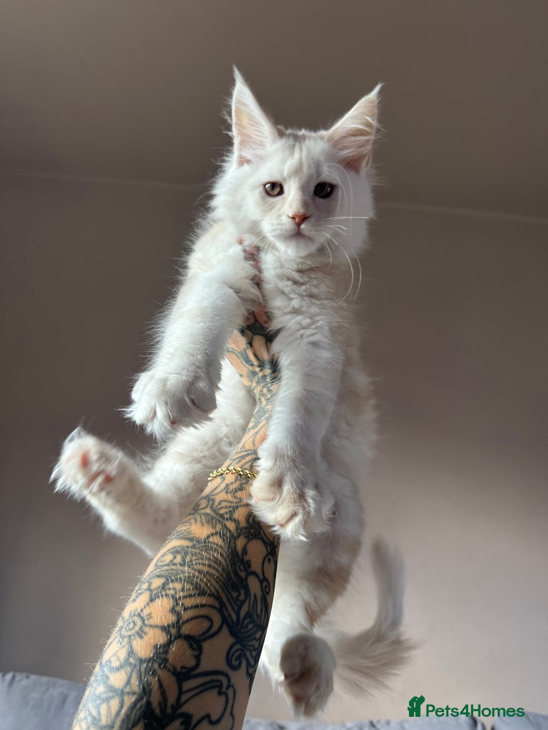 Maine Coon cats for sale: TICA registered Maine Coon kittens  - Image 4