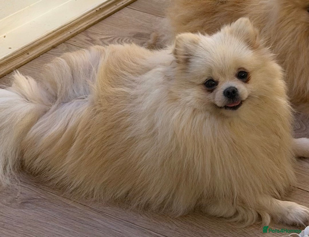 Pomeranian dogs for sale: KC Pomeranian girl - Advert 1