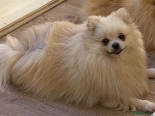 Pomeranian dogs KC Pomeranian girl - Advert 8