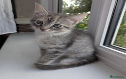 Maine Coon cats for sale: Beautiful half maine coon kitten - Image 7