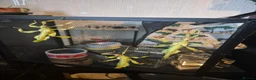 Stick Insects invertebrates for sale: Colony of Macleay's spectres - Advert 3
