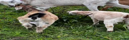 Goats livestock for sale: Mixed ages Anglo Nubian/Toggenburg/Boer cross - Advert 6