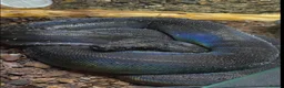 Boa Snake reptiles for sale: IMG het Anery T1 Female  - Advert 2